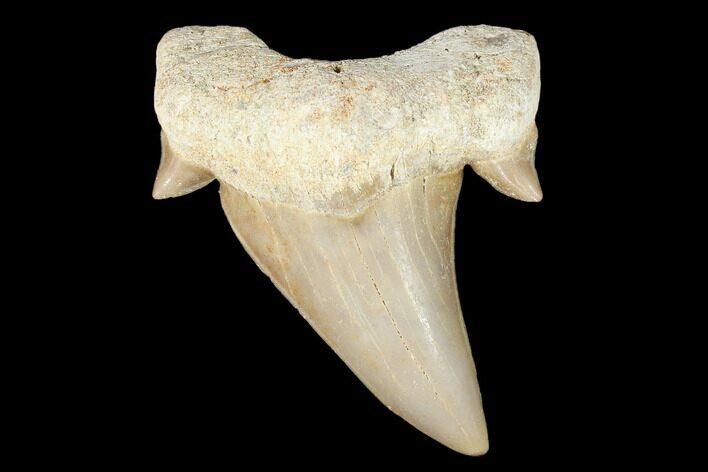 Fossil Shark Tooth (Otodus) - Morocco #103309